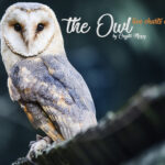The OWL Live charts Crypto Mercy